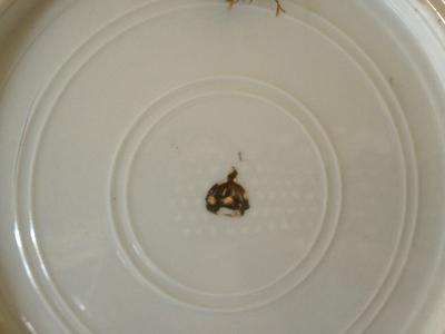 2 items - A Vienna Style Plate with black & gold pottery mark, and cup with an H and duck OR chicken backstamp