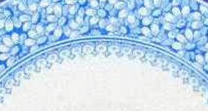 Antique Bone China Query: How To Value of WAA Daisy pattern?