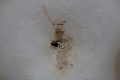 T ? something ? & Co Faint Maker's Mark on Large Loving Cup