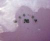 Japanese Porcelain Mark - Can Anyone Translate This Please?