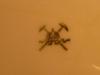 Crossed Hammers with Crown Pottery Mark on Plate